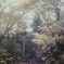 弥彦神社