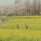 上堰潟公園