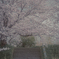 桜遊歩道公園