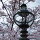 街灯と桜