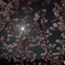 スーパームーンと桜