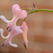 Dicentra peregrina