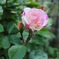 庭の薔薇