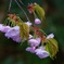 雨上がりの八重桜