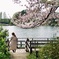 花びらは散っても花は散らない