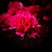 The color of passion