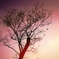 Spring unfolds around us in our quaranti