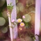 Spring unfolds around us in our quaranti