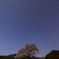 夜桜