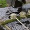 今朝の手水舎