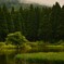 針葉樹