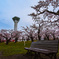 函館五稜郭公園　桜並木