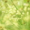 明