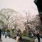 京都の桜4