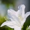 tamron90 macro