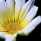 tamron90  macro