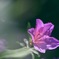 tamron90   macro