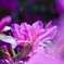 tamron90    macro