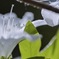 tamron90    macro