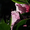 雄蕊の囁き