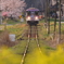 北条鉄道の春
