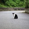 ぽつんと猫