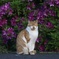 ぽつんと猫