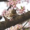 桜 ムシャムシャ！