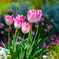 Colorful flowers
