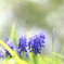 春の花　１
