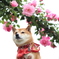 バラのアーチと柴犬
