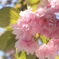 八重桜
