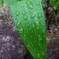 緑の雫