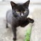 ご近所猫