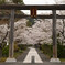 高麗神社の桜 01