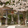 高麗神社の桜 02