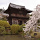 聖天院の桜