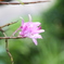 庭の花