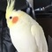 止まり木でステイホーム