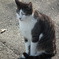 近所の野良猫