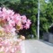 散歩道にて