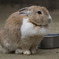 うさぎ