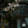 有明山神社　桜