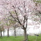 bromptonと桜