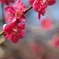 2008年春・神代植物公園