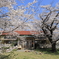 満開の桜と学校