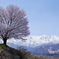桜と山脈