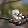 2008年春・神代植物公園
