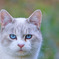 猫san*