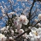 2008年春・神代植物公園